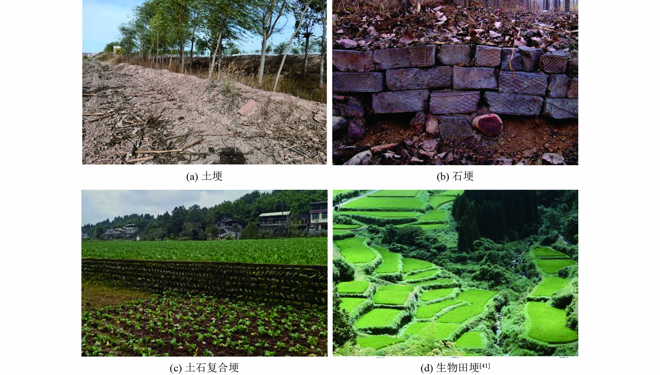Vegetated Ridges Application status and prospect of field ridge in agricultural non ...